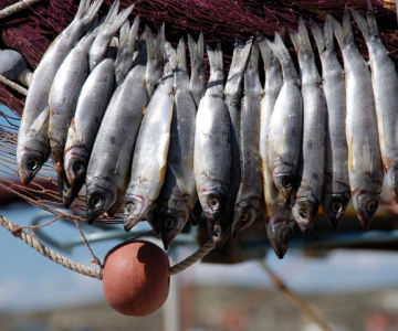 Naoussa Fish Festival